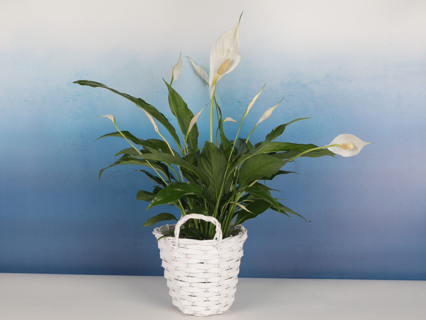 Stylish Peacelily Plant in a Basket